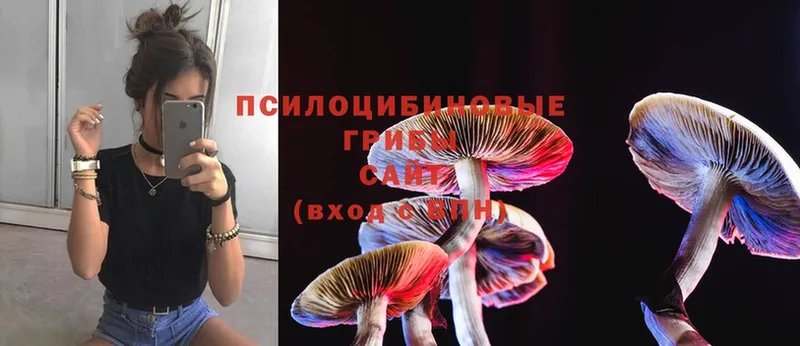 kraken tor  Кинешма  Псилоцибиновые грибы Magic Shrooms 